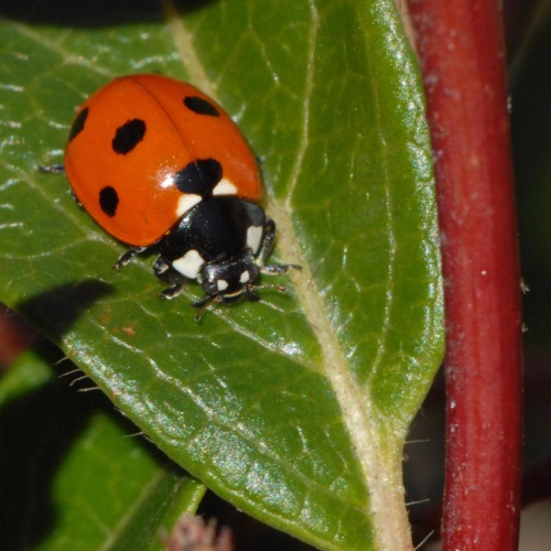 bain de soleil pour les coccinelles